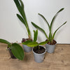 Speciality Orchid Rescue Me! Box 14