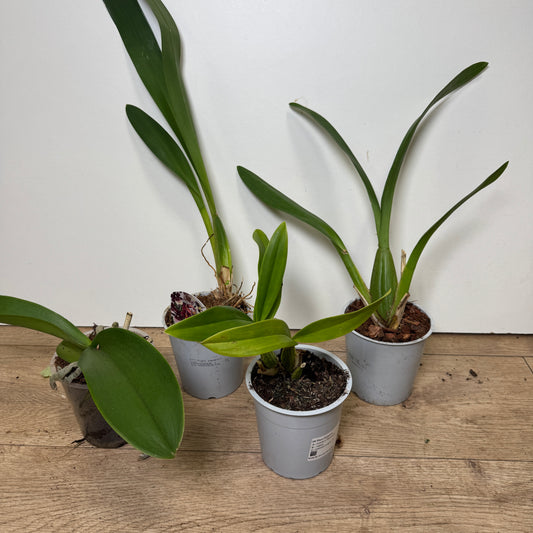 Speciality Orchid Rescue Me! Box 14 | Last Chance!