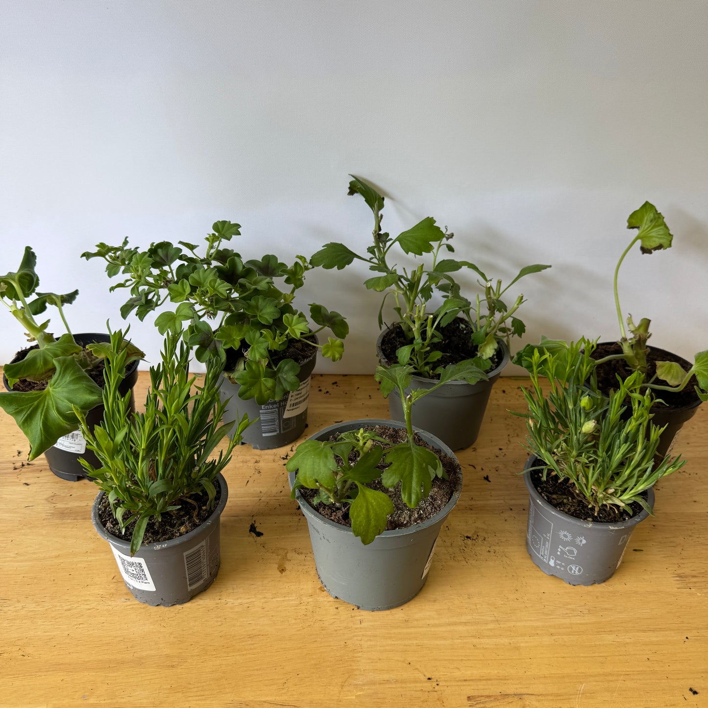 Garden Rescue Me! Box 8
