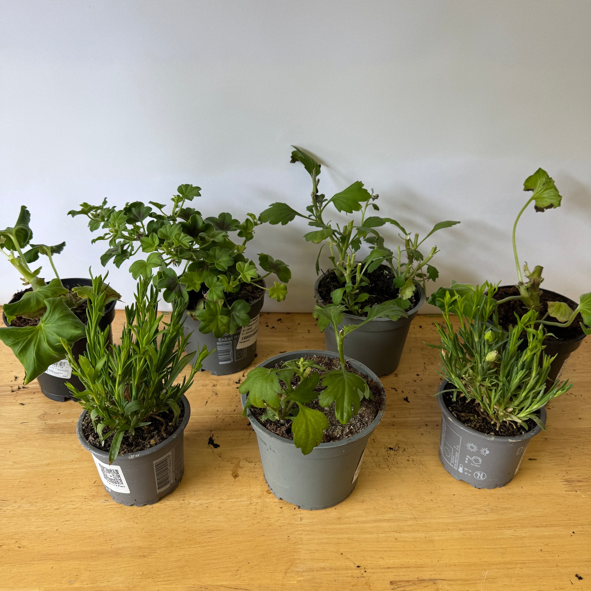 Garden Rescue Me! Box 8