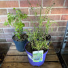 Garden Rescue Me! Box 11