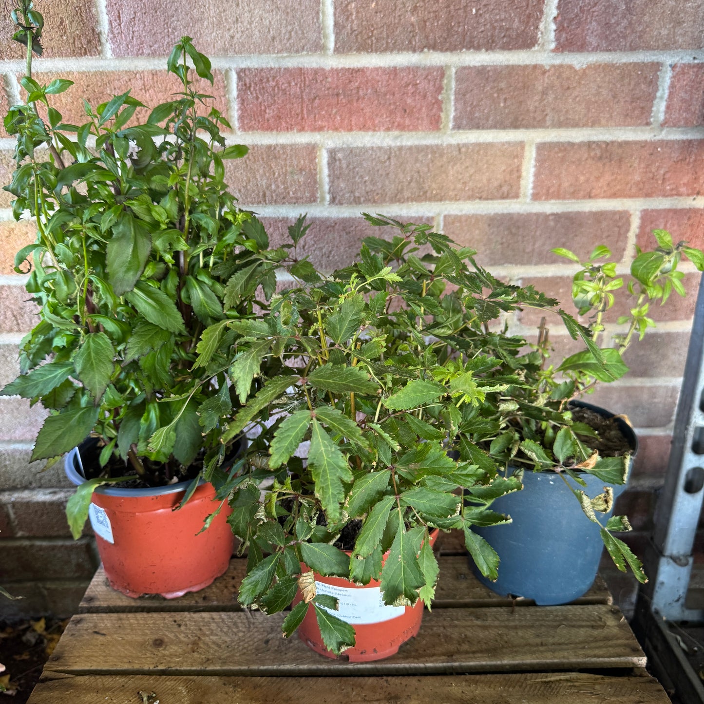 Garden Rescue Me! Box 15