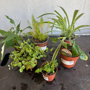 Rescue Me! Box D - Indoor Plant
