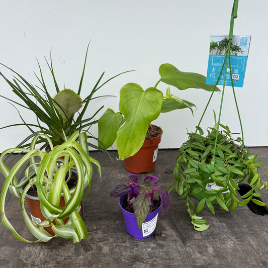 Rescue Me! Box 2 | Indoor Plants On Sale