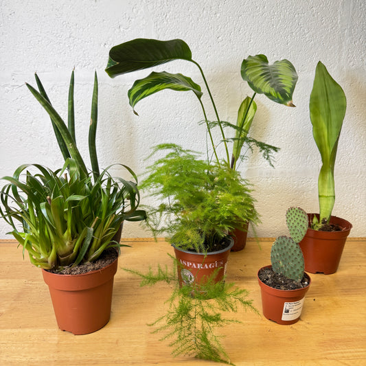 Rescue Me! Box 1 | Indoor Plants