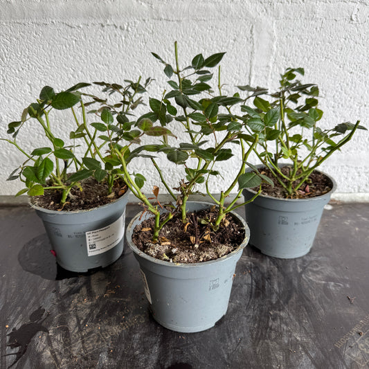 Rescue Me! Miniature Rose Trio | Perfect Plants for Under £30