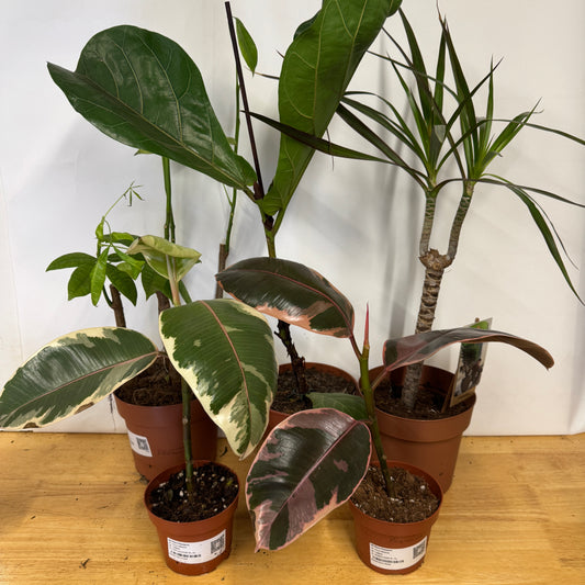 Rescue Me! Box K | Indoor Plants