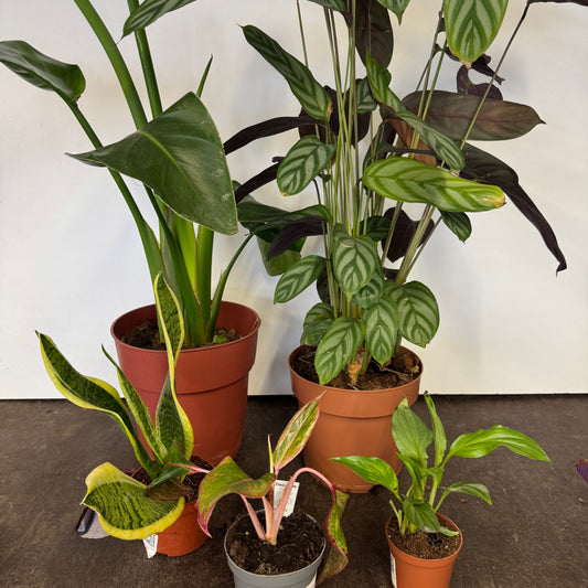 Rescue Me! Box G | Clearance Plants