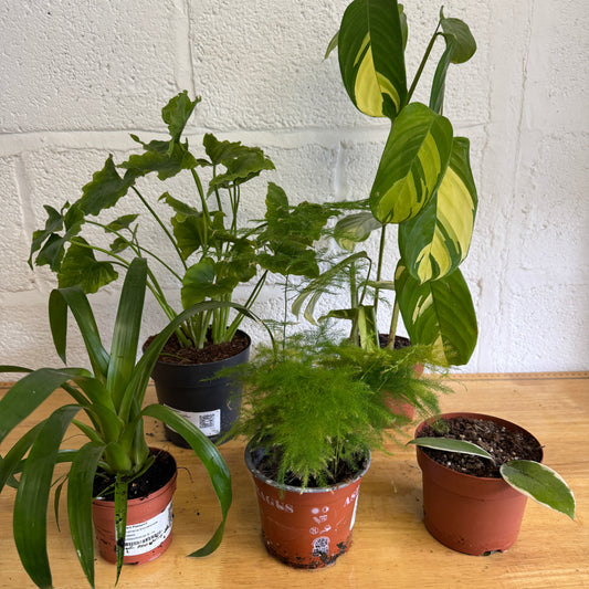 Rescue Me! Box B | Perfect Plants for Under £50