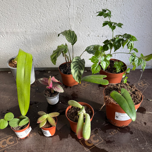 Rescue Me! Box 21 | Perfect Plants for Under £50