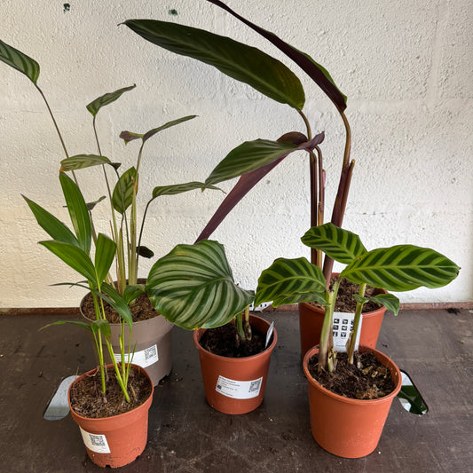 Rescue Me! Box 36 | Clearance Plants