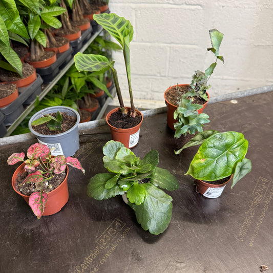 Rescue Me! Box H | Perfect Plants for Under £30