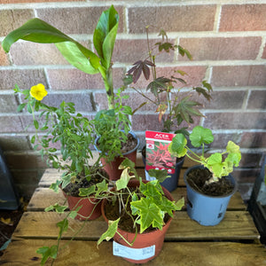 Garden Rescue Me! Box 2 - Indoor Plant
