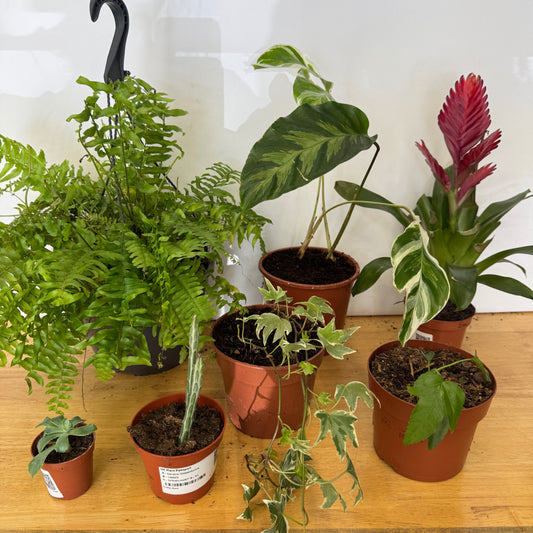 Rescue Me! Box 21 | Perfect Plants for Under £50