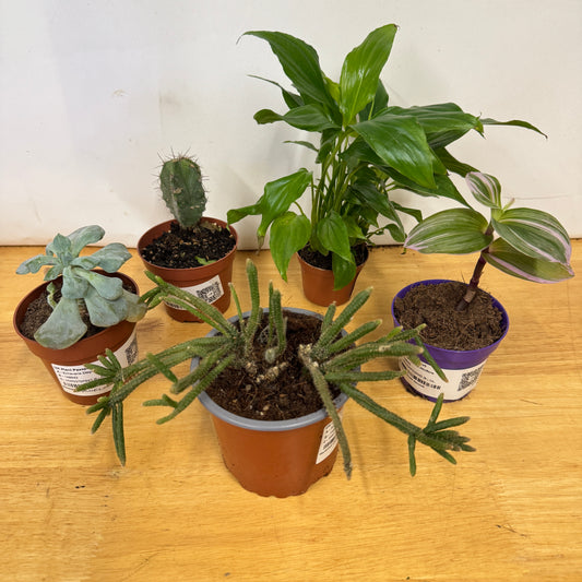 Rescue Me! Box G | Indoor Plants