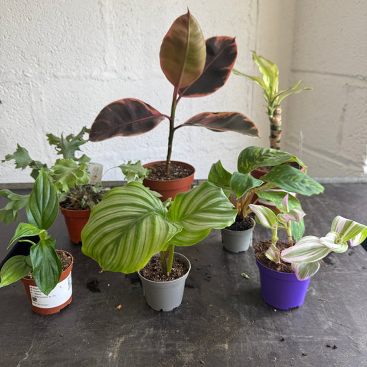 Rescue Me! Box 31 | Perfect Plants for Under £50