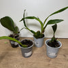 Speciality Orchid Rescue Me! Box 16