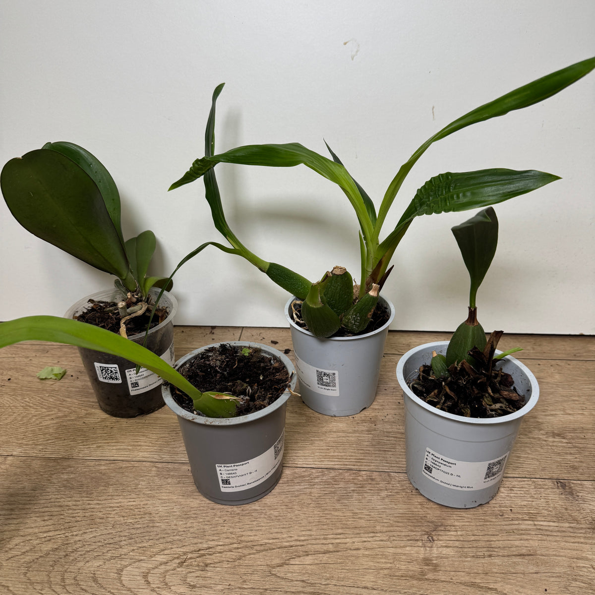 Speciality Orchid Rescue Me! Box 16