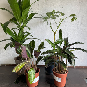 Rescue Me! Box 99 - Indoor Plant
