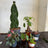 Perfect Plants for Under £30