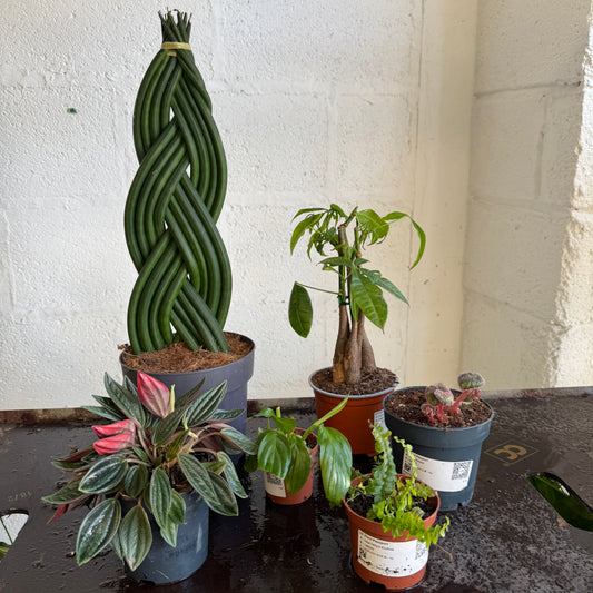 Rescue Me! Box 17 | Clearance Plants