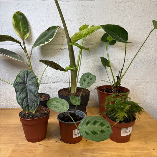 Rescue Me! Box C | Indoor Plants