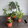 Garden Rescue Me! Box 91