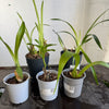 Speciality Orchid Rescue Me | Box V
