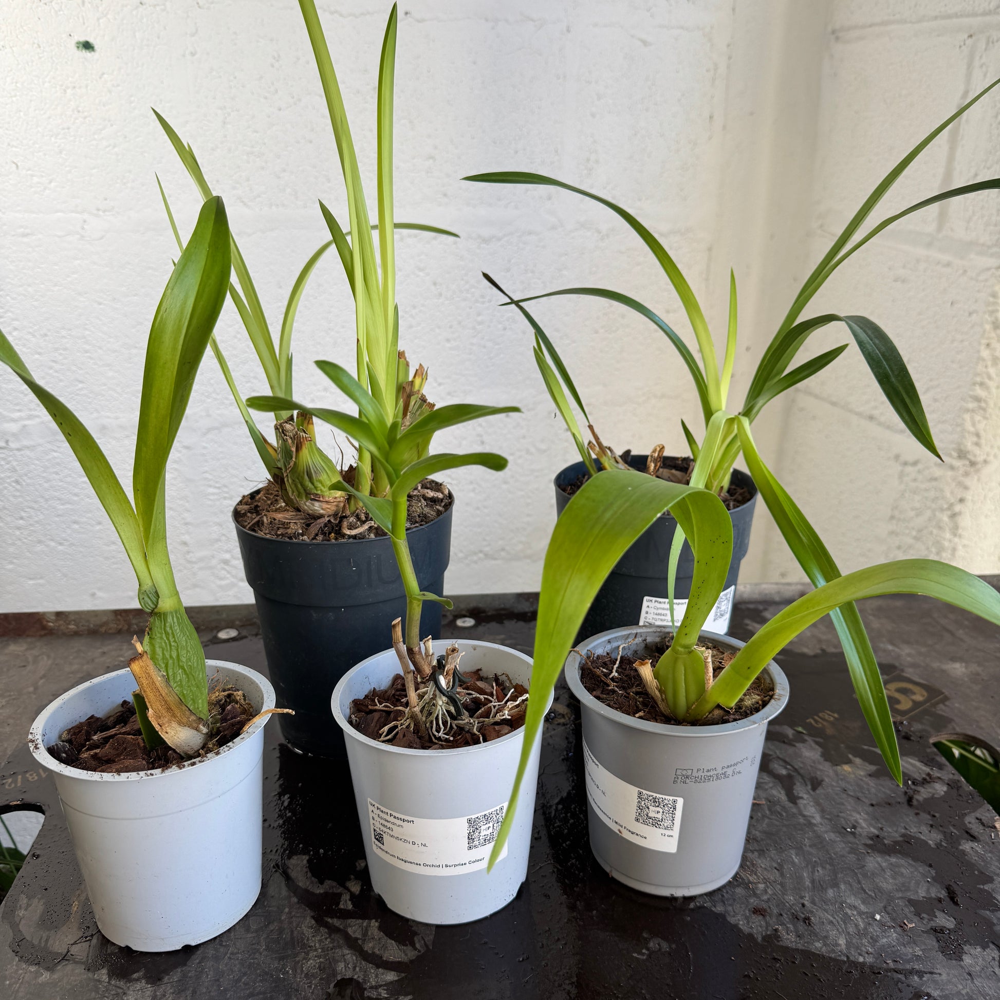 Speciality Orchid Rescue Me | Box V