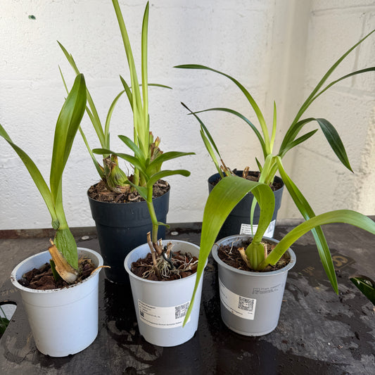 Speciality Orchid Rescue Me | Box V | Indoor Plants