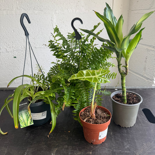 Rescue Me! Box 44 | Perfect Plants for Under £50