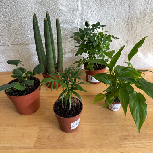 Rescue Me! Box 2 | Perfect Plants for Under £50