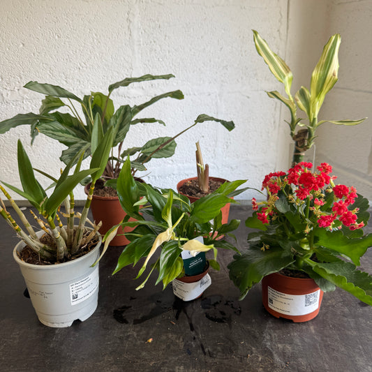 Rescue Me! Box K | Perfect Plants for Under £50