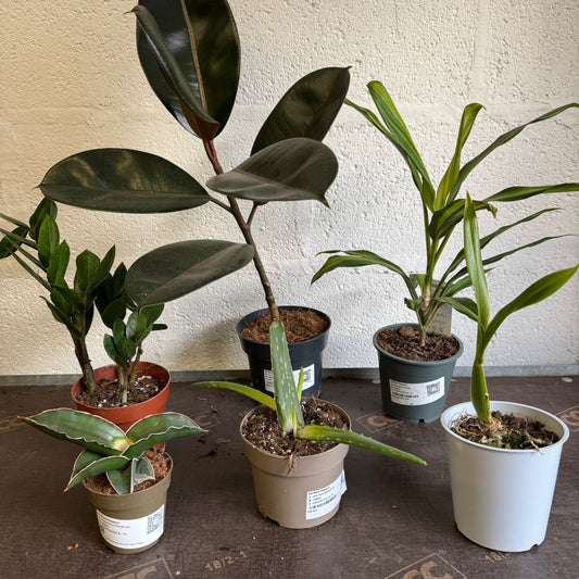 Rescue Me! Box 9 | Potted Houseplants