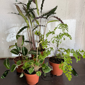 Rescue Me! Box 42 - Indoor Plant