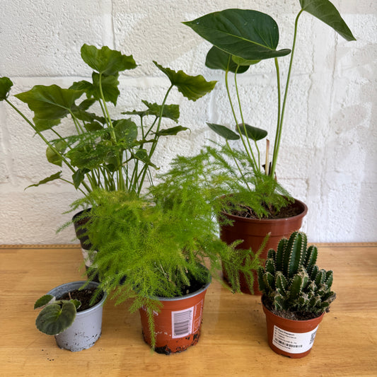 Rescue Me! Box D | Perfect Plants for Under £50