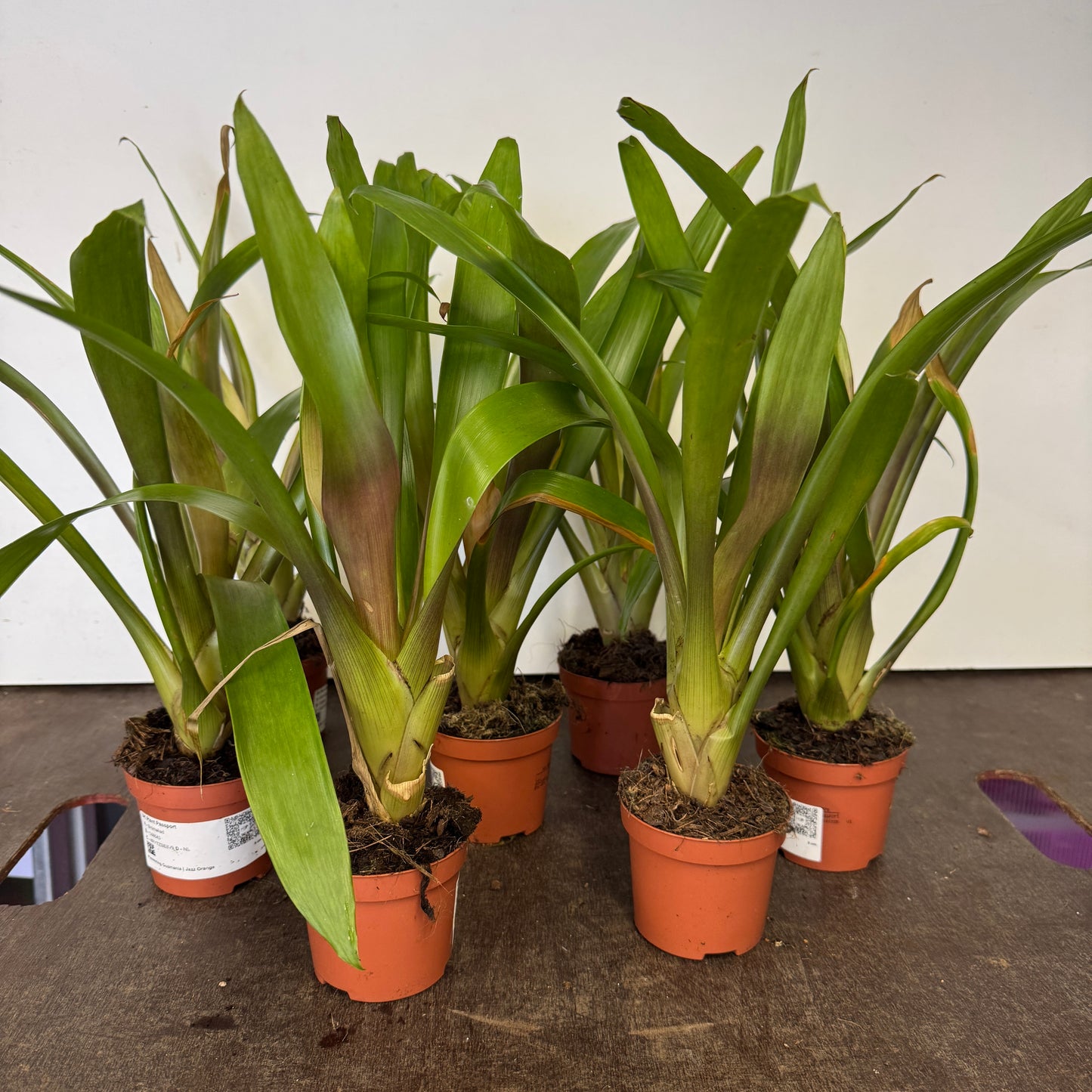 Bromeliad Rescue Me! Box H