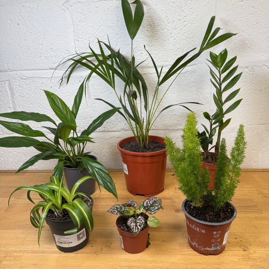 Rescue Me! Box F | Indoor Plants