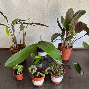 Rescue Me! Box 93 - Indoor Plant