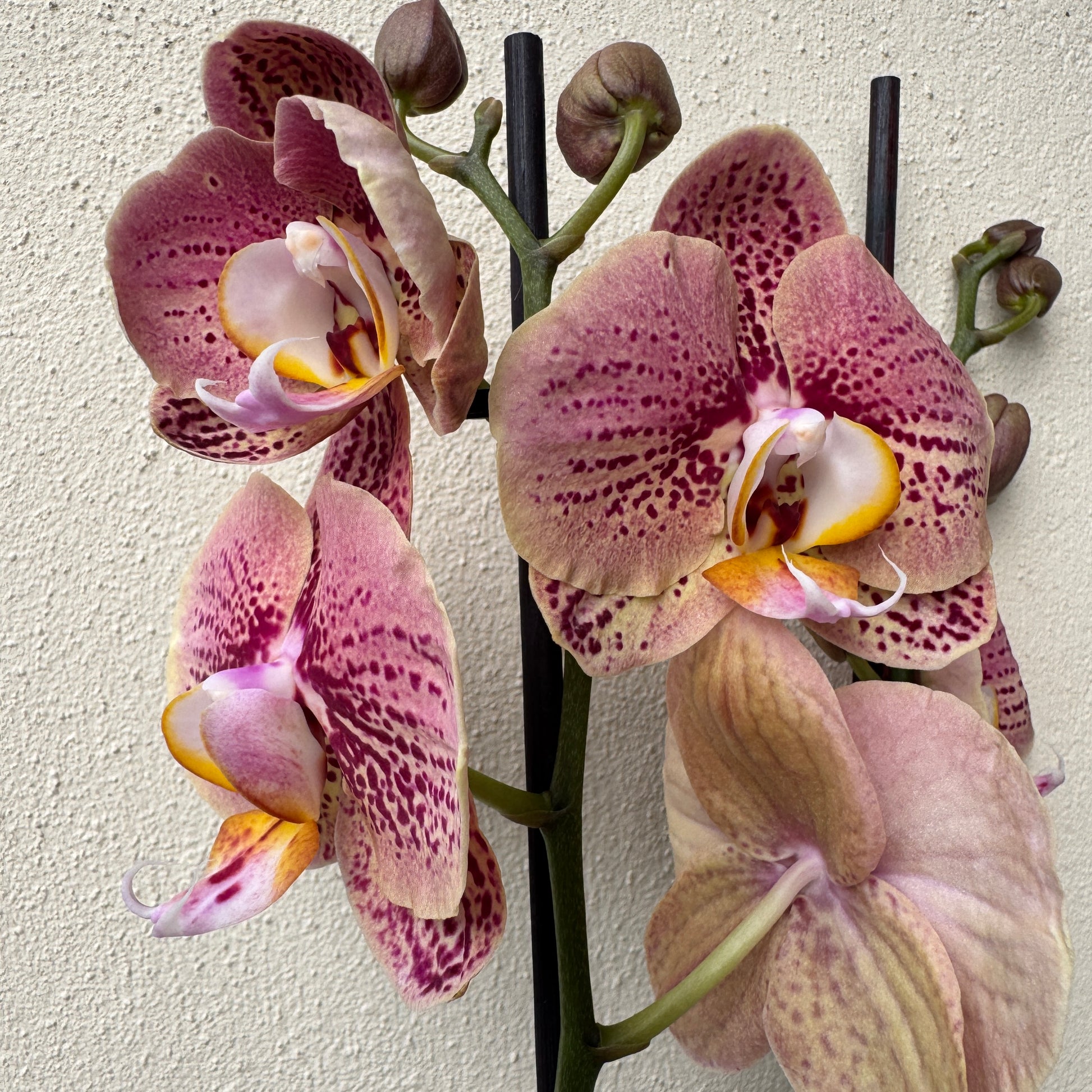 Phalaenopsis Orchid | Berger