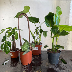 Rescue Me! Box T - Indoor Plant
