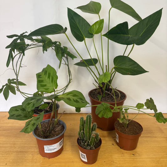 Rescue Me! Box C | Indoor Plants