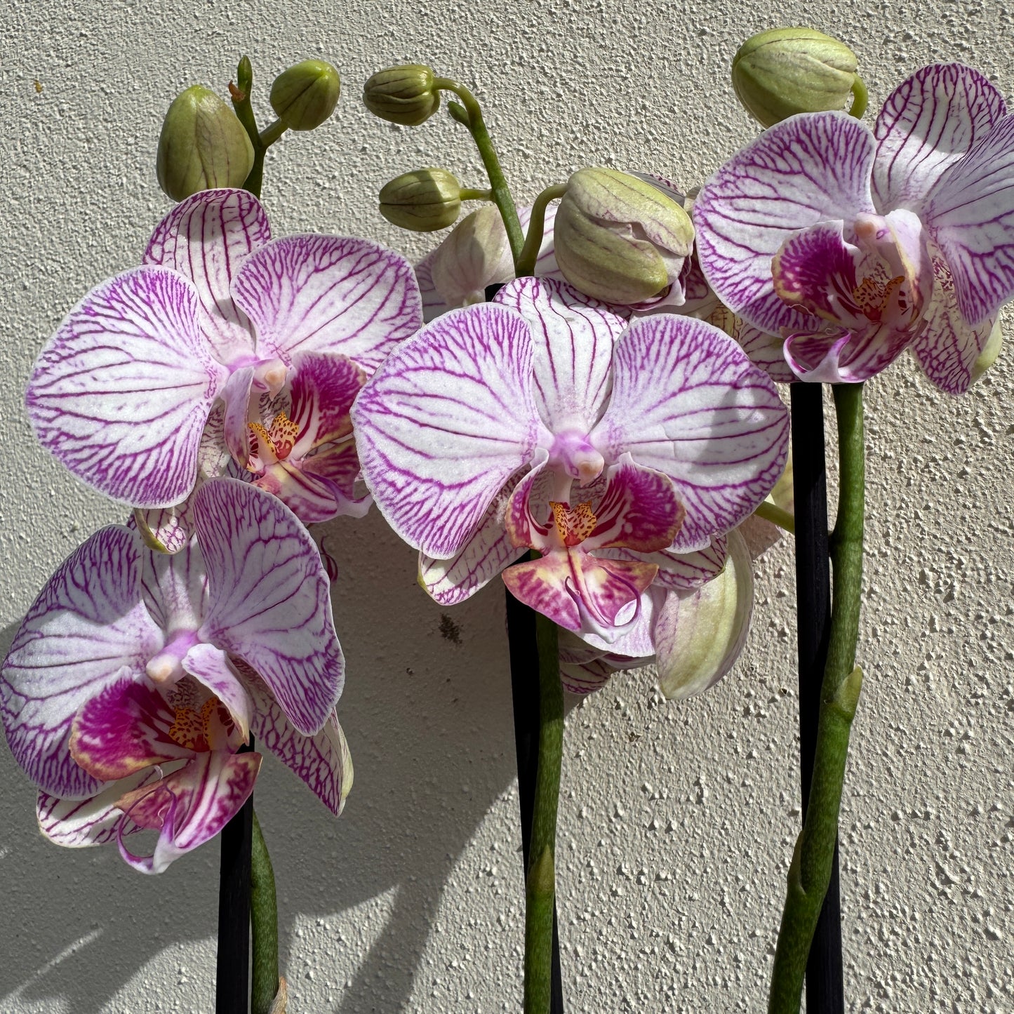 Phalaenopsis Orchid | Champagne