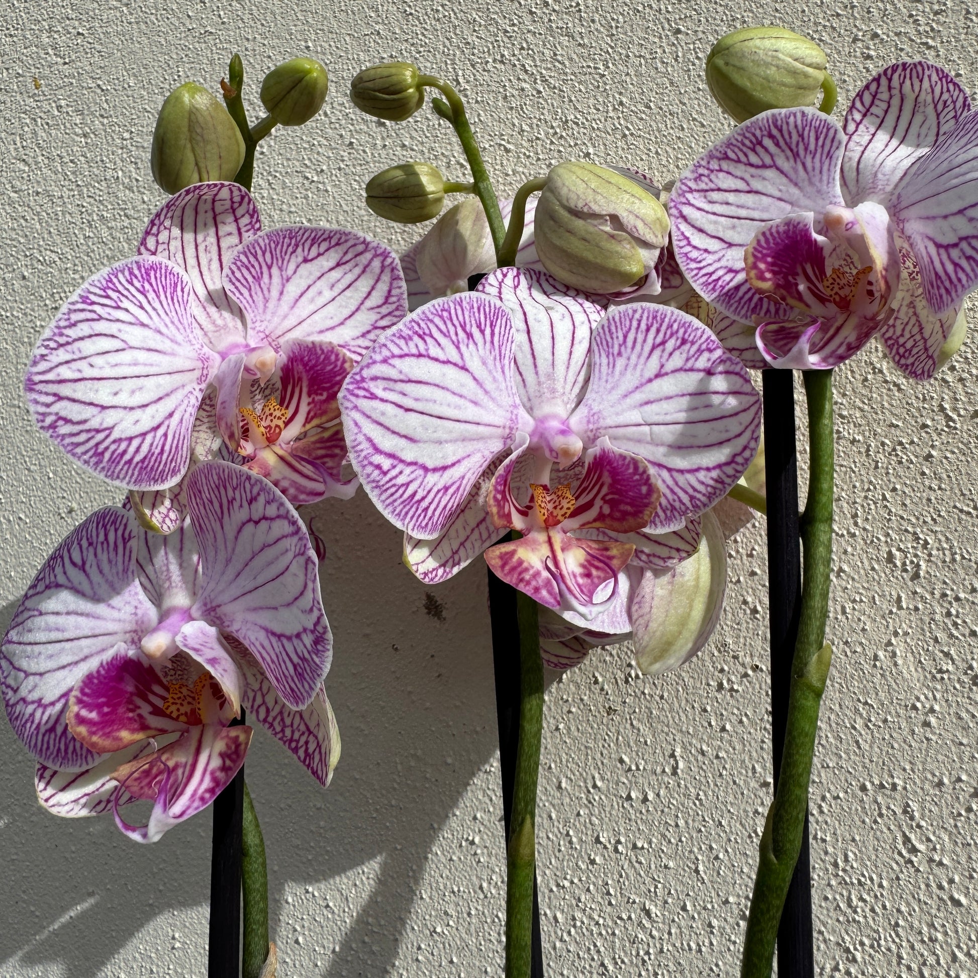 Phalaenopsis Orchid | Champagne