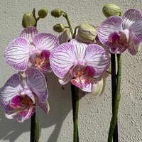 Phalaenopsis Orchid | Champagne