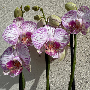 Phalaenopsis Orchid | Champagne - Indoor Plant