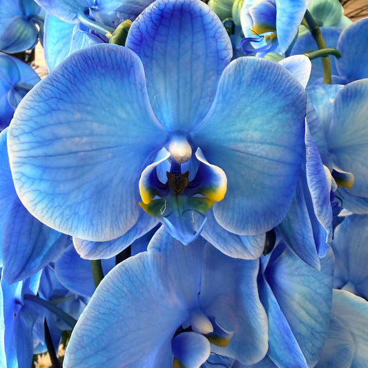Phalaenopsis Orchid | Blue Lagoon | 