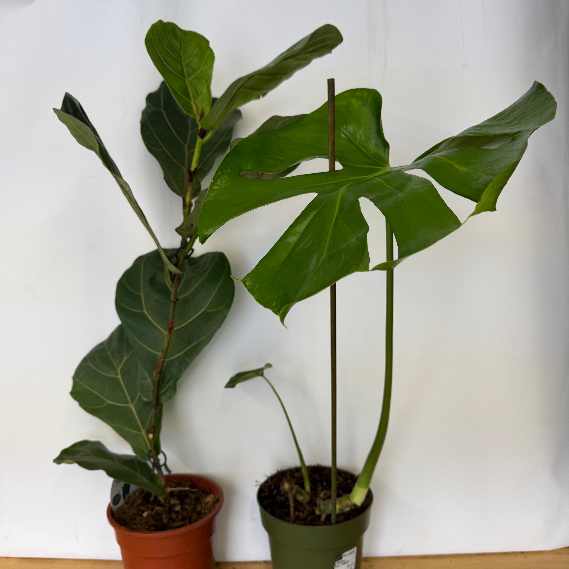Rescue Me! Tall Pair 7