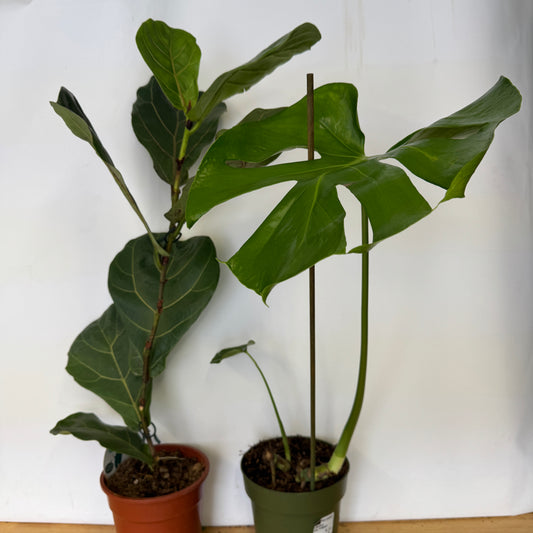 Rescue Me! Tall Pair 7 | Perfect Plants for Under £50