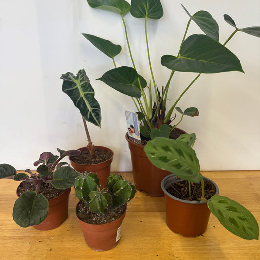 Rescue Me! Box B | Indoor Plants